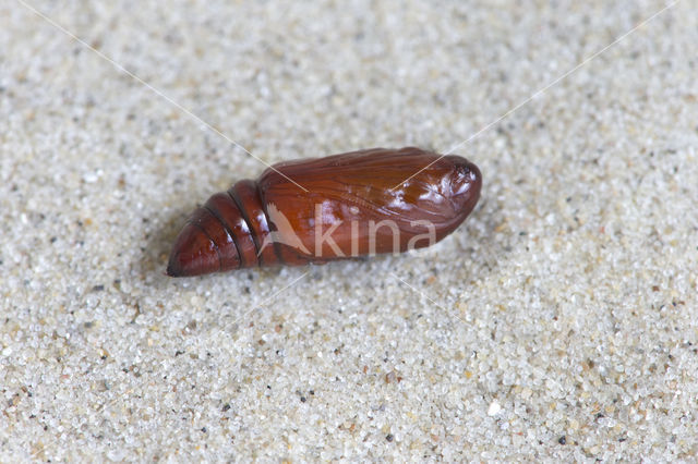 Red-line Quaker (Agrochola lota)