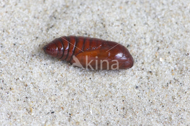 Red-line Quaker (Agrochola lota)