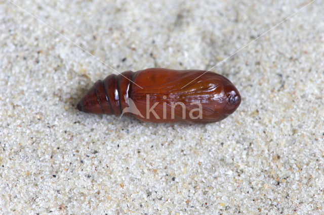 Red-line Quaker (Agrochola lota)