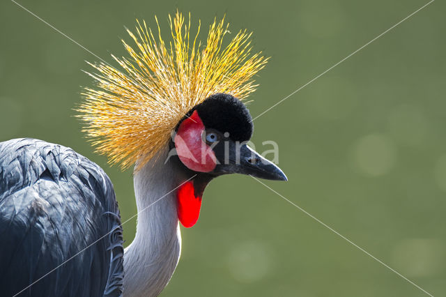 Zuidelijke kroonkraanvogel