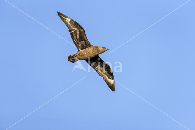 Grote Jager (Stercorarius skua)