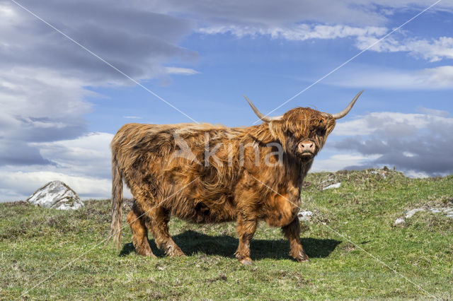 Highland Cow (Bos domesticus)