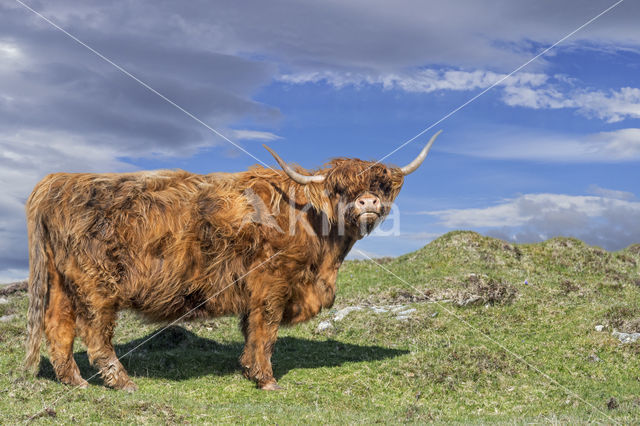 Highland Cow (Bos domesticus)