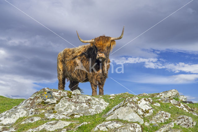 Highland Cow (Bos domesticus)