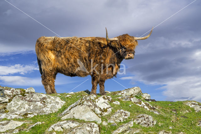 Highland Cow (Bos domesticus)