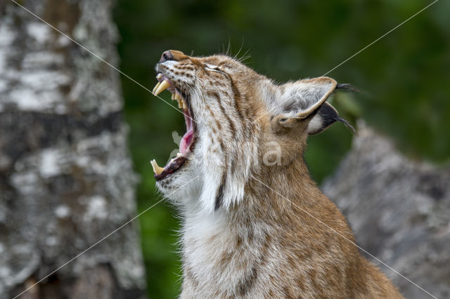 Euraziatische lynx (Lynx lynx)