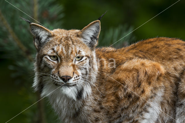 Euraziatische lynx (Lynx lynx)