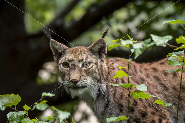 Euraziatische lynx (Lynx lynx)