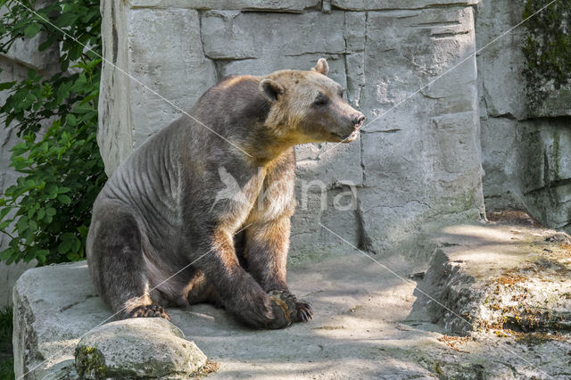 grizzly'polar bear hybrid (Ursus maritimus × Ursus arctos)