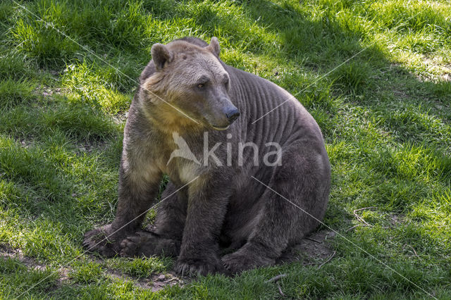 ijsgrizzly (Ursus maritimus × Ursus arctos)