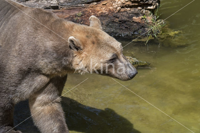 grizzly'polar bear hybrid (Ursus maritimus × Ursus arctos)