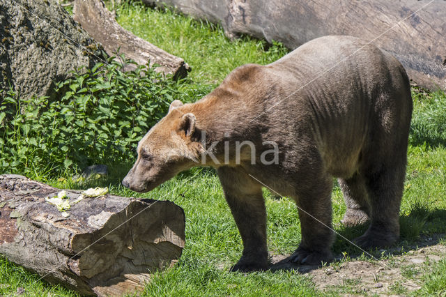 ijsgrizzly (Ursus maritimus × Ursus arctos)