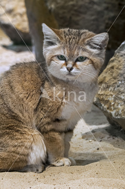 sand cat (Felis margarita)