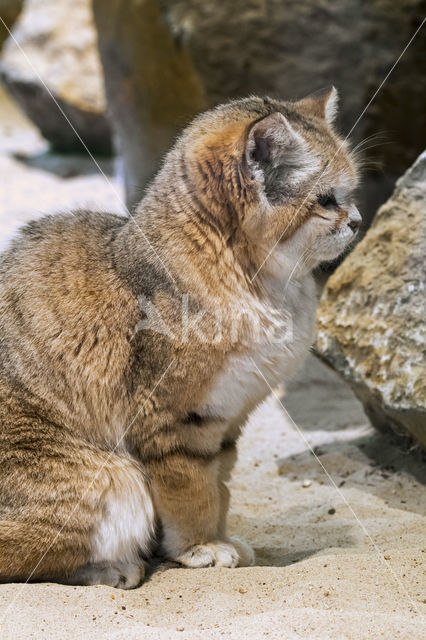 sand cat (Felis margarita)