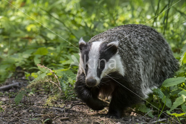 Badger (Meles meles)