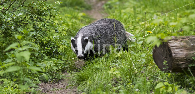 Badger (Meles meles)