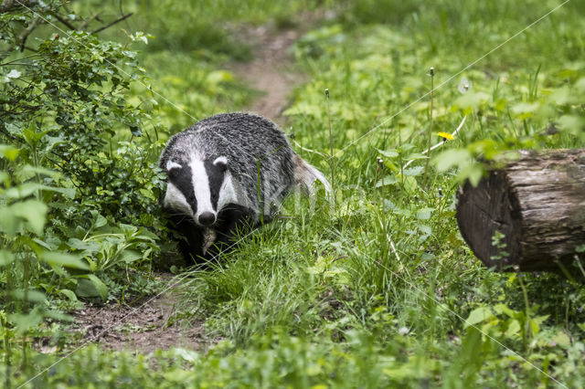 Badger (Meles meles)