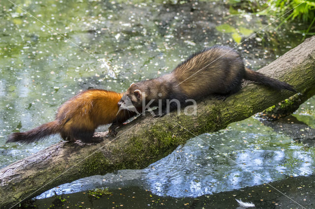 Bunzing (Mustela putorius)