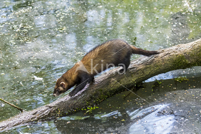 Polecat (Mustela putorius)