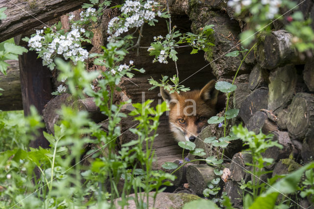 Fox (Vulpes vulpes)