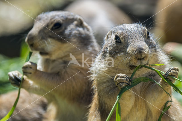 Black-tailed Prairie Dog (Cynomys ludovicianus)