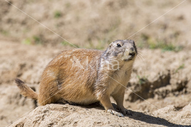 Zwartstaartprairiehond (Cynomys ludovicianus)