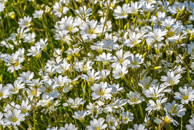 Akkerhoornbloem (Cerastium arvense)