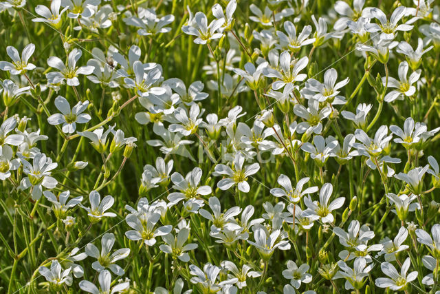 Viltige hoornbloem (Cerastium tomentosum)