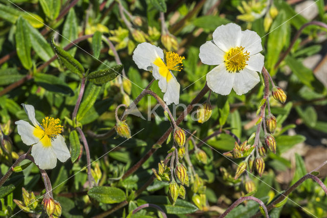 Rock-rose (Helianthemum nummularium nummularium)