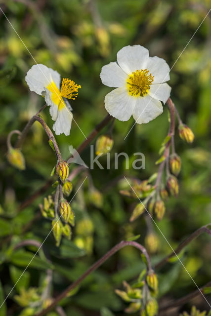 Groot zonneroosje (Helianthemum nummularium nummularium)