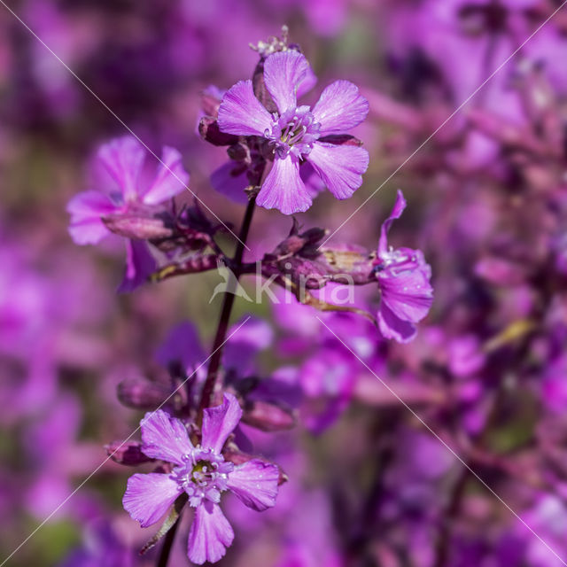 Rode pekanjer (Lychnis viscaria)