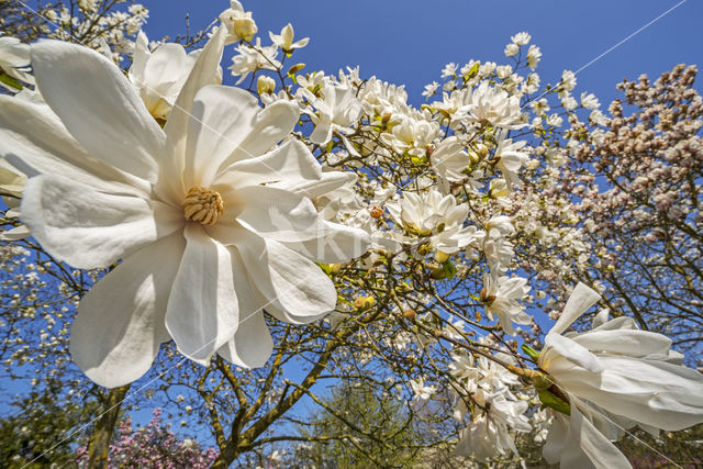 star magnolia (Magnolia stellata)