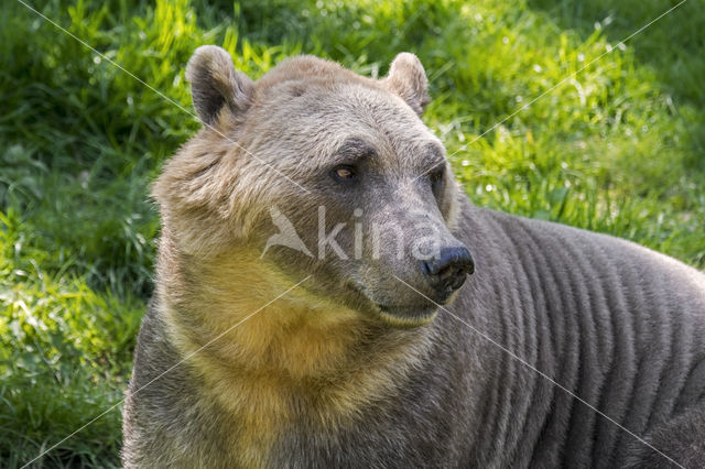 grizzly'polar bear hybrid (Ursus maritimus × Ursus arctos)