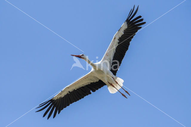 White Stork (Ciconia ciconia)