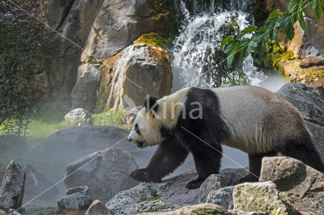 Giant Panda (Ailuropoda melanoleuca)