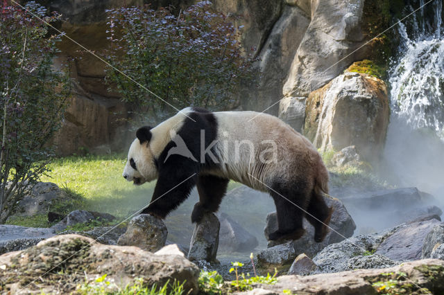 Giant Panda (Ailuropoda melanoleuca)