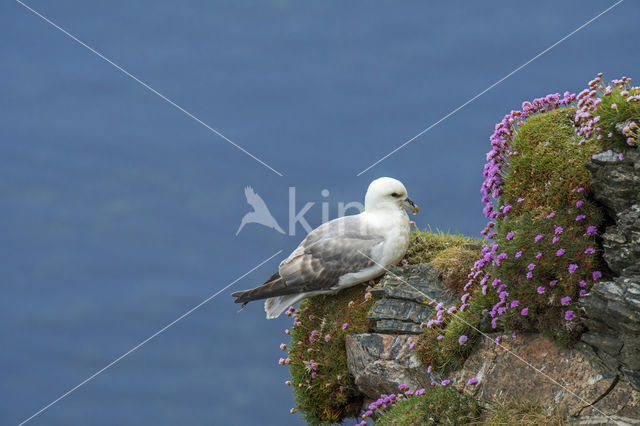 Noordse Stormvogel (Fulmarus glacialis)