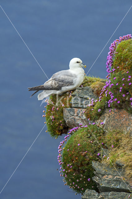 Noordse Stormvogel (Fulmarus glacialis)