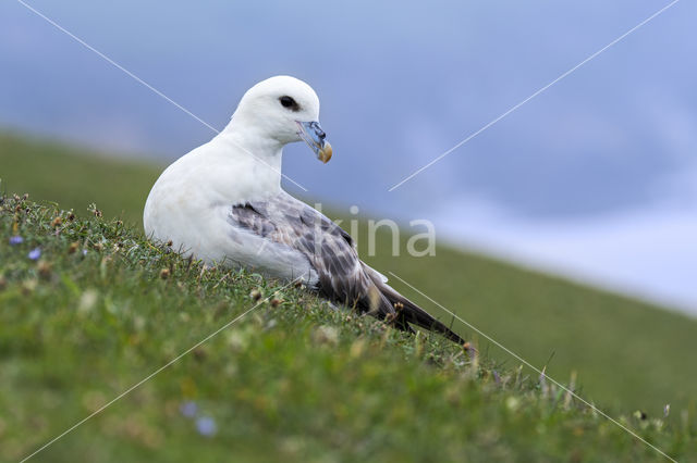 Noordse Stormvogel (Fulmarus glacialis)