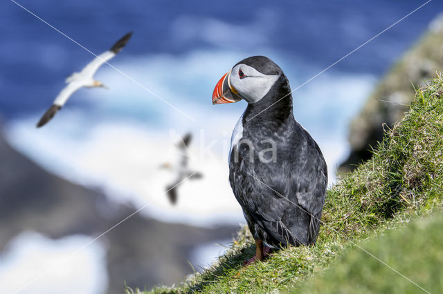 Atlantic Puffin (Fratercula arctica)