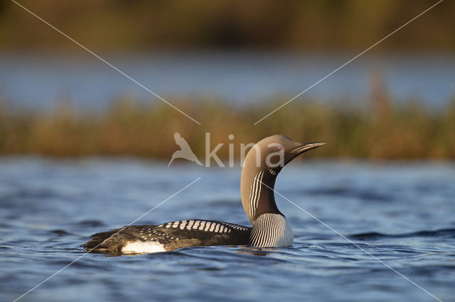 Arctic Loon