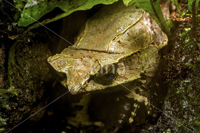 Malaysian horned frog (Megophrys nasuta)