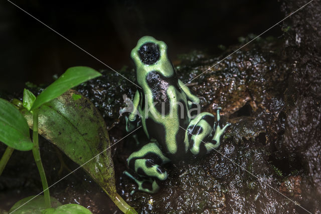 Gouden Pijlgifkikker (Dendrobates auratus)