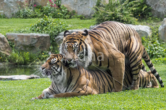 Sumatraanse tijger (Panthera tigris sumatrae)
