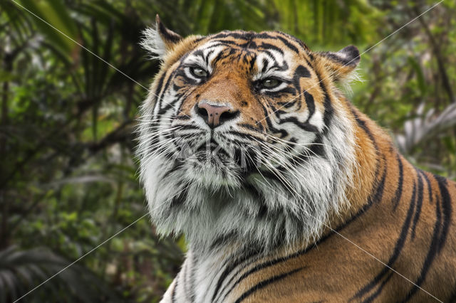 Sumatran Tiger (Panthera tigris sumatrae)