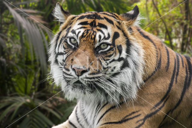 Sumatraanse tijger (Panthera tigris sumatrae)