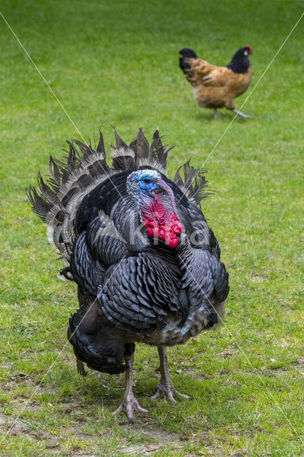 Kalkoen (Meleagris gallopavo)