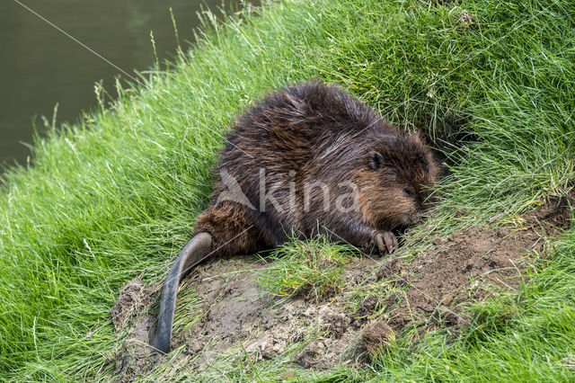 Eurasian beaver (Castor fiber)