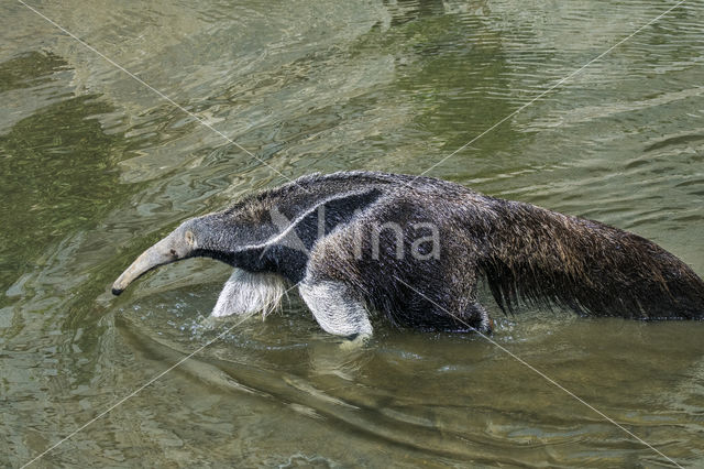 Giant Anteater (Myrmecophaga tridactyla)