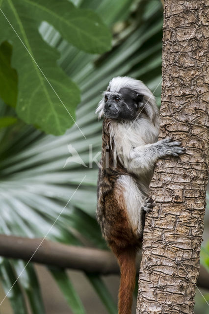 Pinche aapje (Saguinus oedipus)